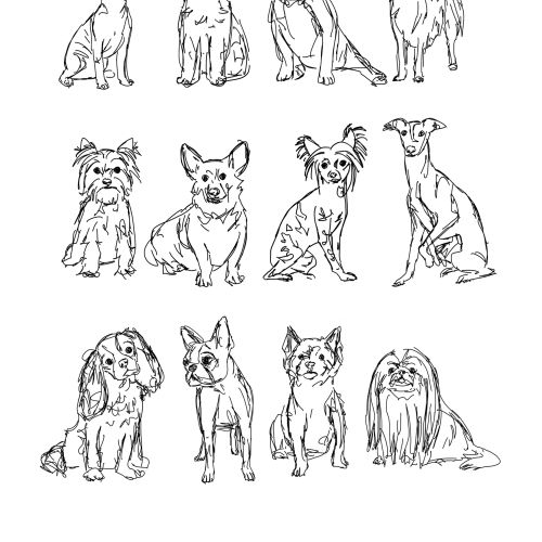 Small breeds dogs sketch
