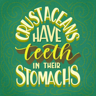Caligrafía de "Los crustáceos tienen dientes en el estómago"