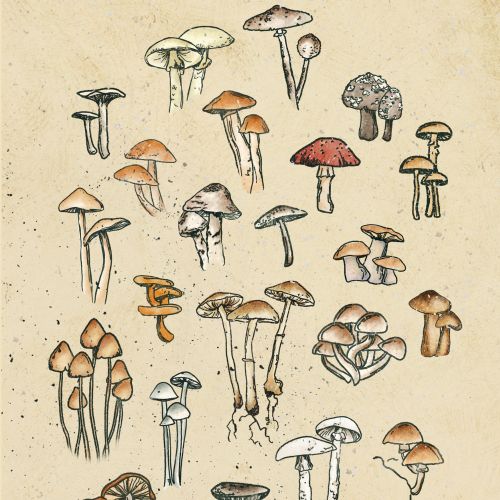 Drawing of a collection of mushrooms