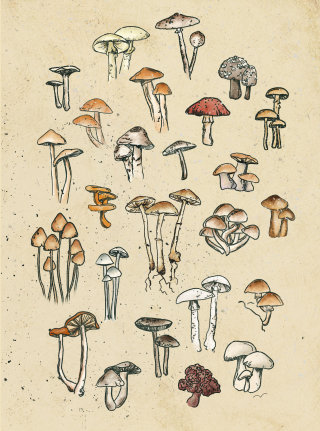 Drawing of a collection of mushrooms