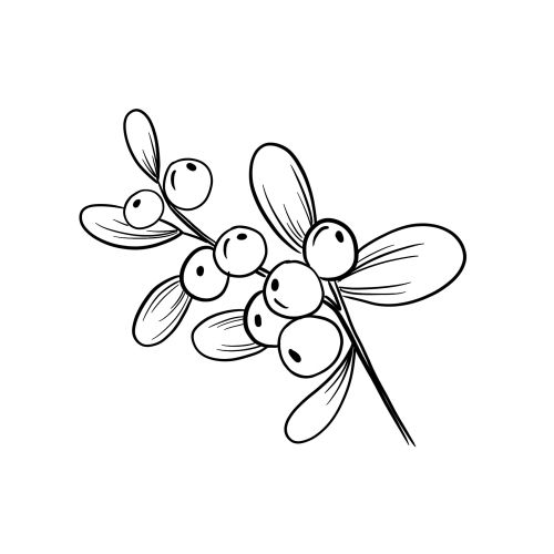Line art of mistletoe branch with leaves and berries