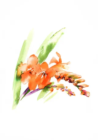 watercolour flowers