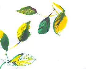 Green and yellow leaves on white background illustration