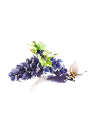 Fresh purple grapes with green leaves on white background