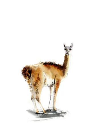 Watercolor illustration of a brown llama standing