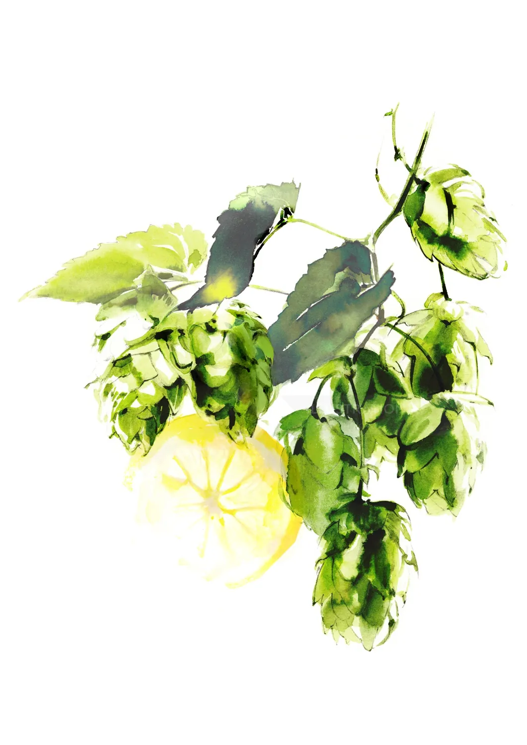 Watercolor painting of green hops and leaves by Petra Dufkova