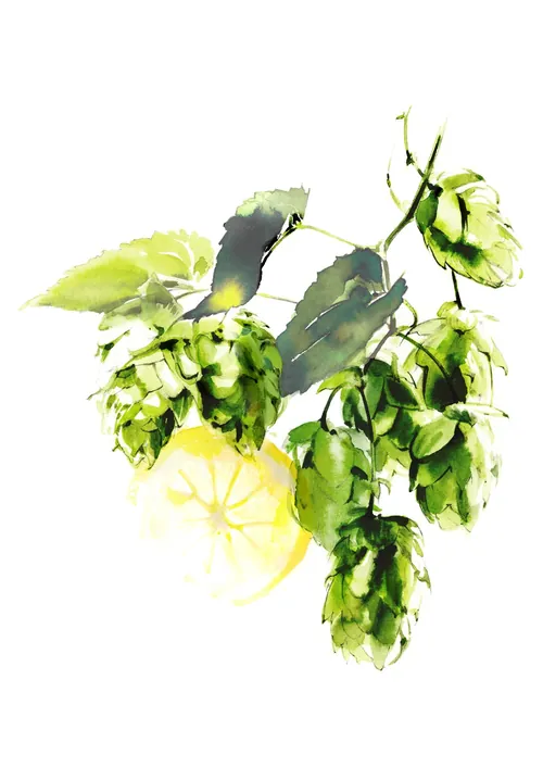 Watercolor painting of green hops and leaves by Petra Dufkova