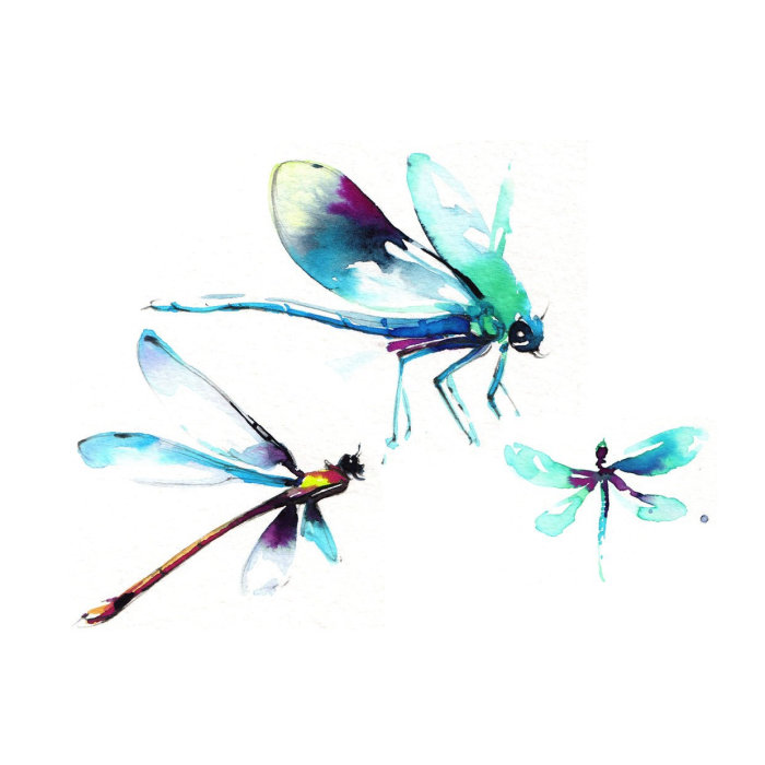 Watercolor illustration of Net-winged insects
