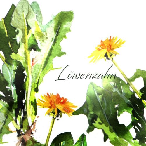 Dandelion Plants watercolor illustration 