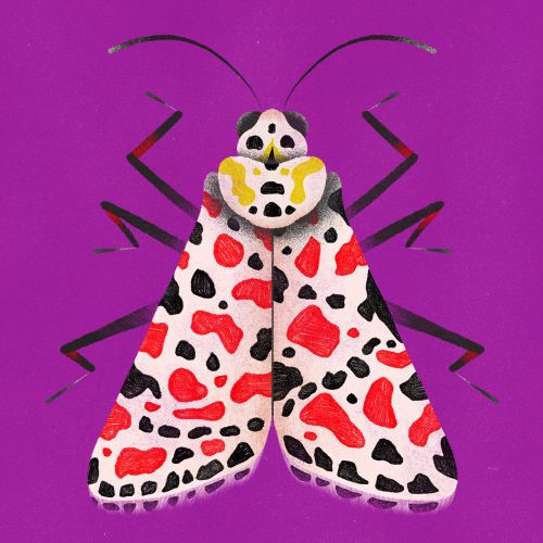 Animals patterned butterfly
