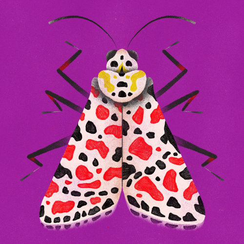 Papillon à motifs d&#39;animaux
