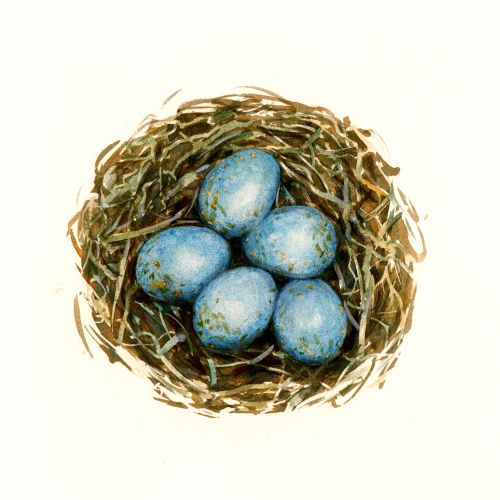 illustration of Bird Eggs in Nest 