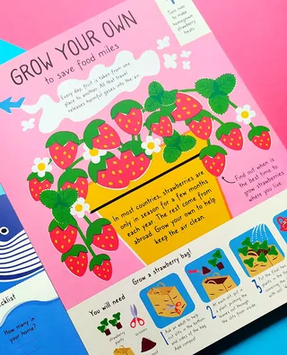 Illustration explaining steps to grow strawberries at home