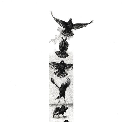 Illustration of six flying crow stages by Reiko Lauper