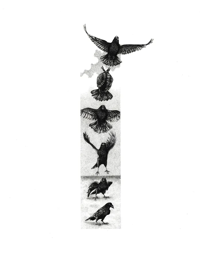 Illustration of six flying crow stages by Reiko Lauper