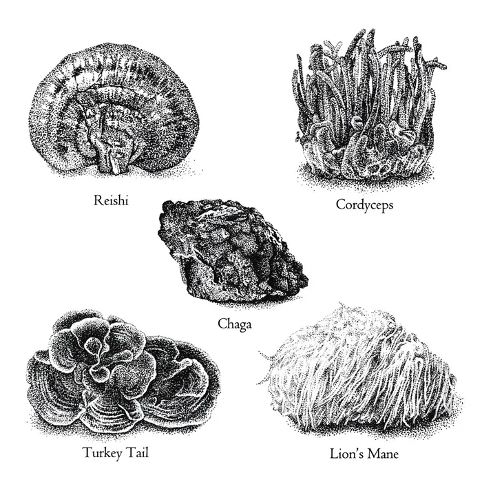 Drawings of five medicinal mushrooms labeled with their names