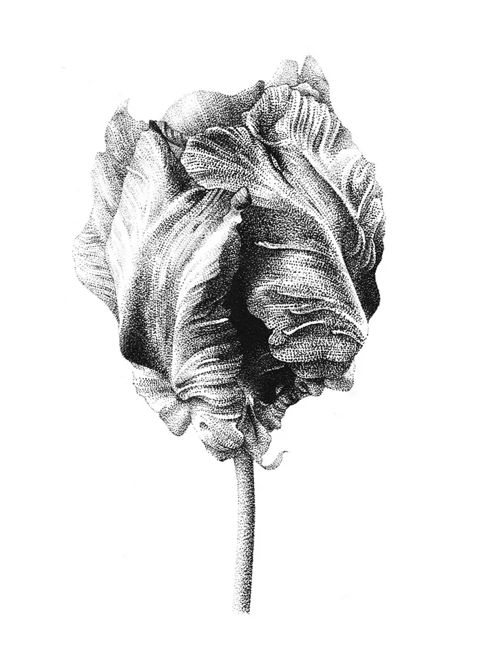 Black and white drawing of a single tulip flower with textured petals