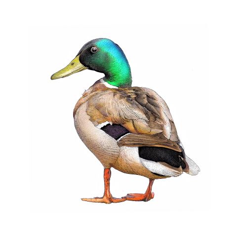 Illustrations in vivid hues of the Mallard duck