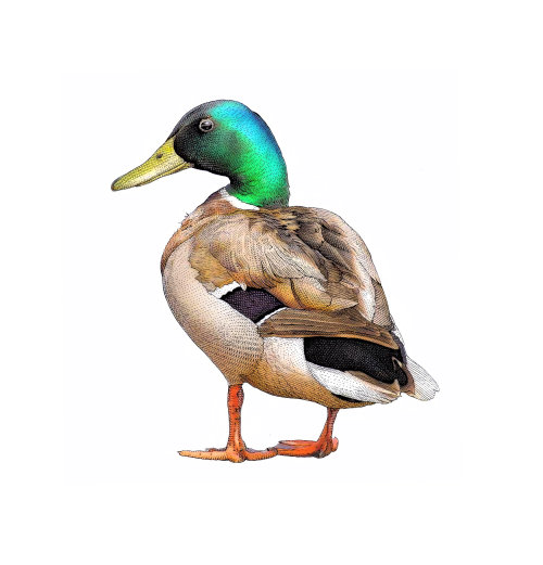 鸭的图形设计