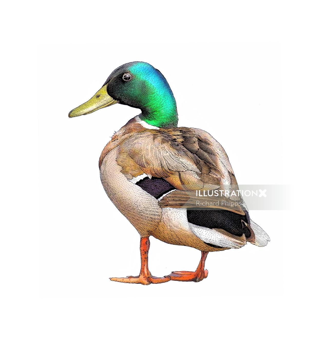 Graphic design of duck s