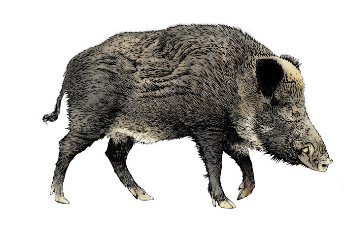 Richard Phipps created the Wild Boar artwork