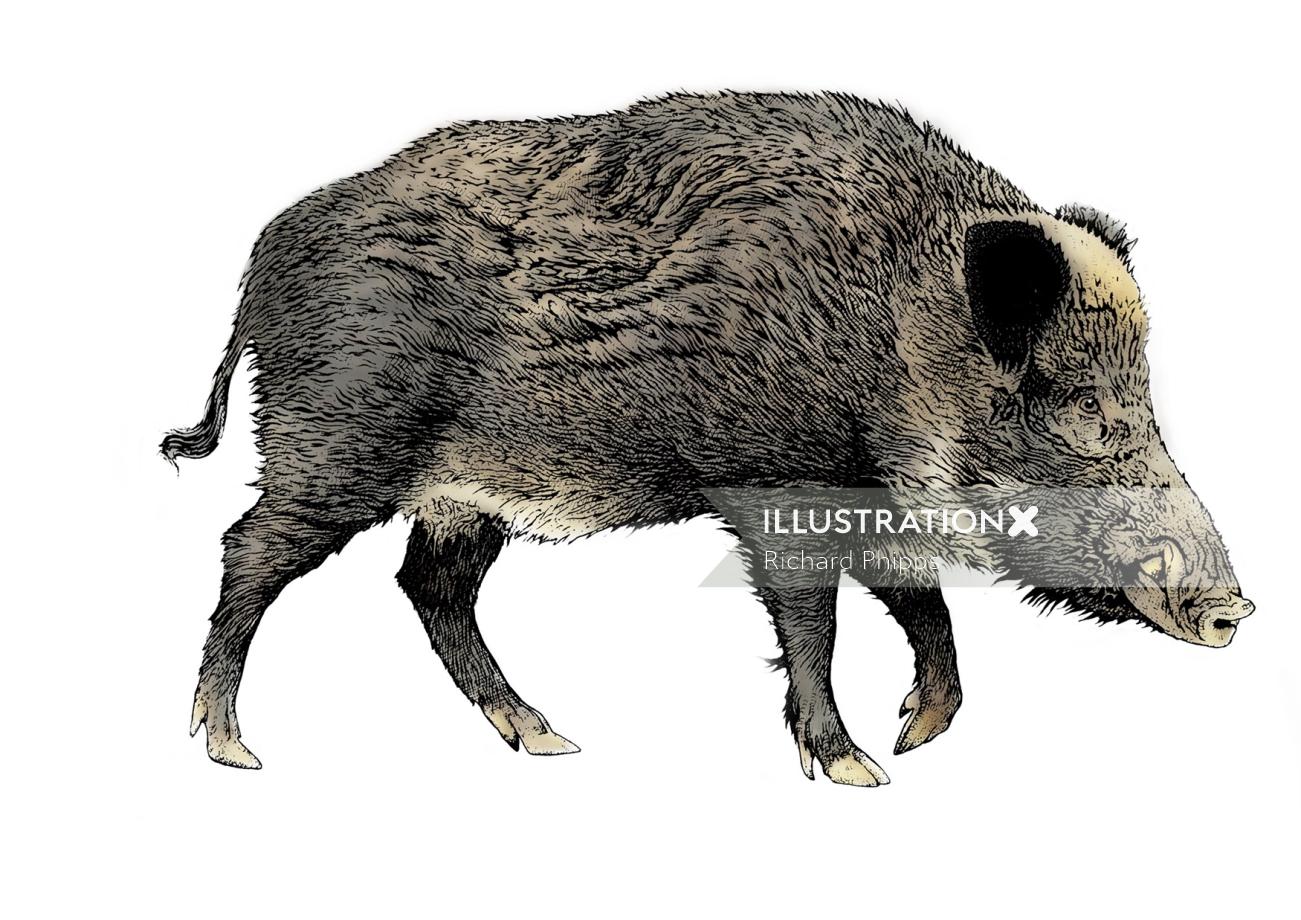 Richard Phipps created the Wild Boar artwork