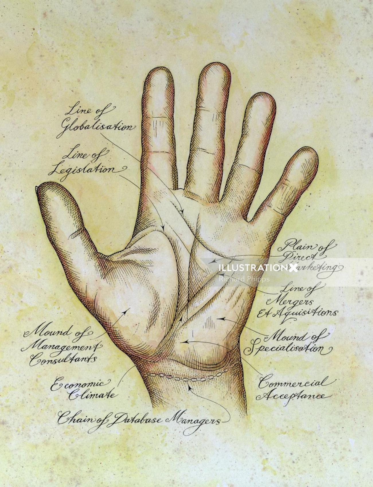 イラストリチャードフィップスによる男性の手の解剖学