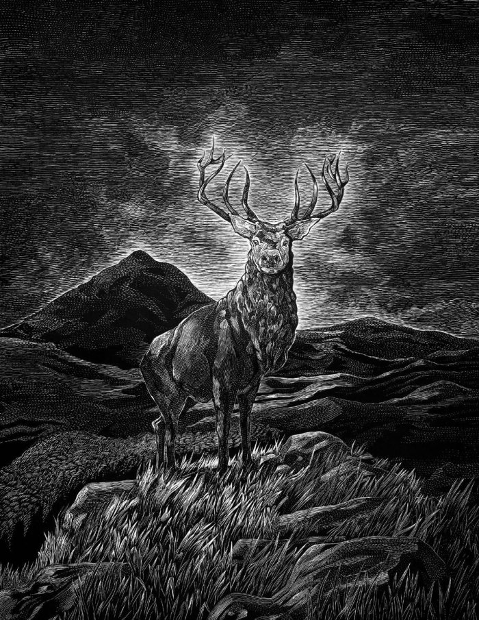 Black-and-white drawing of a Deer