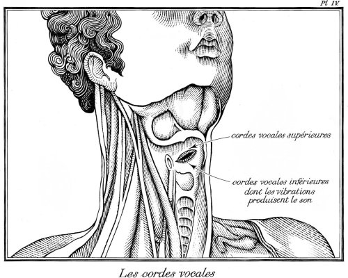 Neck and throat illustration by Richard Phipps