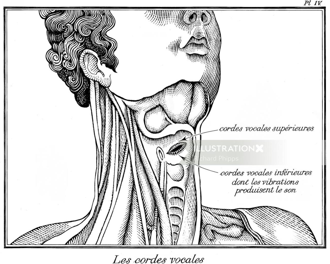 Illustration du cou et de la gorge par Richard Phipps