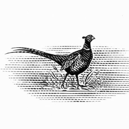 Peafowl line art illustration 