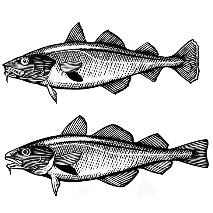 鱼包装图形设计