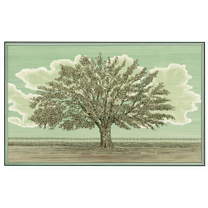 Oak Tree Postcard
