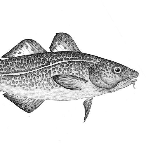 Black-and-white Codfish illustration