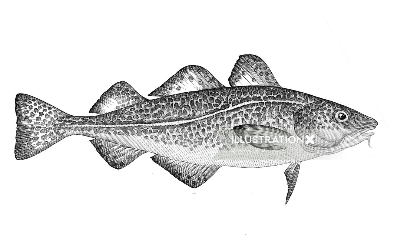 Illustration en noir et blanc du poisson