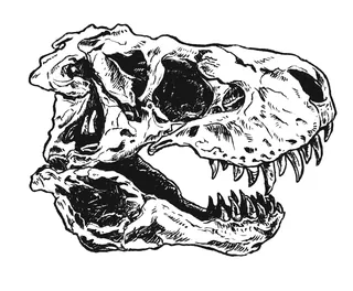 Detailed Tyrannosaurus Rex skull illustration by Rino Pelli
