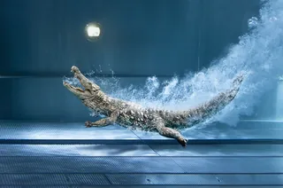Crocodile swimming underwater with bubbles by RIVE GAUCHE
