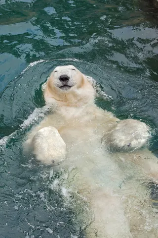 Polar bear floating on its back in water by RIVE GAUCHE