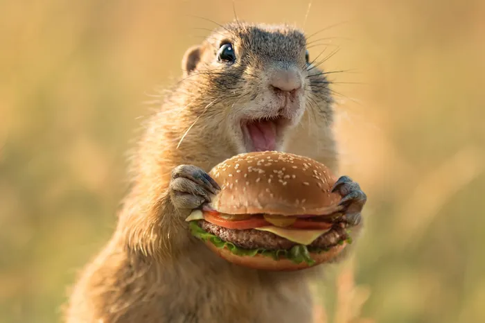 Ground squirrel holding a cheeseburger outdoors, by RIVE GAUCHE