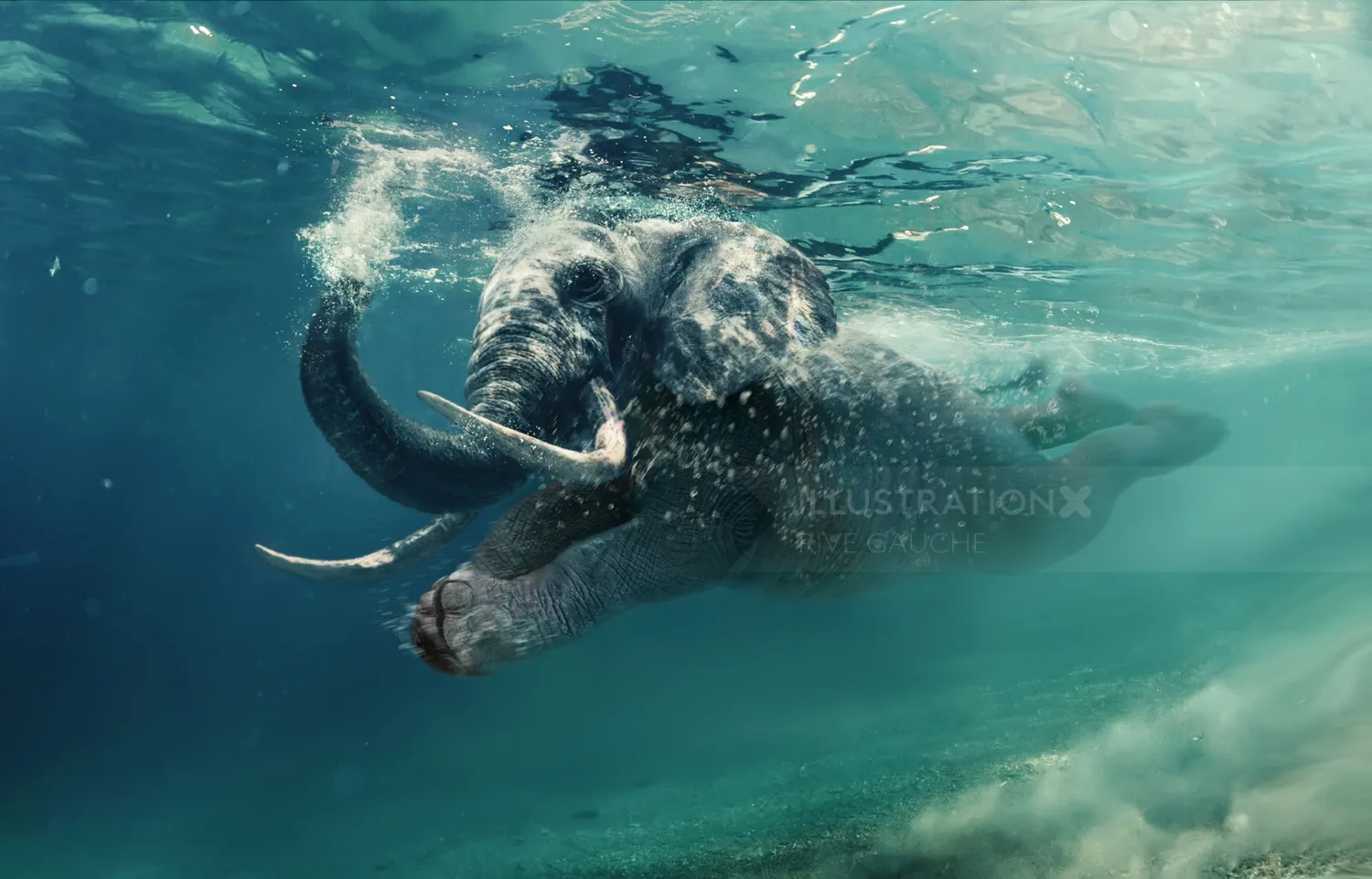 Underwater elephant swimming in clear blue water by RIVE GAUCHE