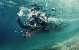 Underwater elephant swimming in clear blue water by RIVE GAUCHE