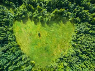Aerial image of heart-shaped forest clearing by RIVE GAUCHE