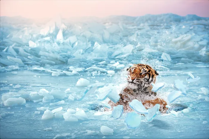 Tiger walking on ice in frozen landscape by RIVE GAUCHE