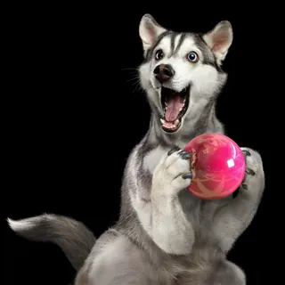 Excited husky holding a pink ball, captured by RIVE GAUCHE