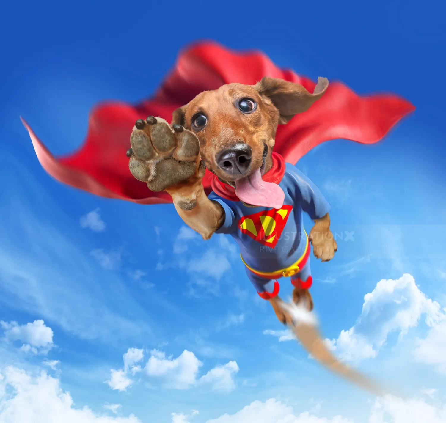 Superdog flying in blue sky with red cape and Superman costume by RIVE GAUCHE
