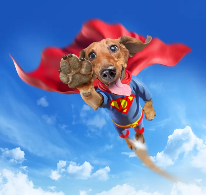 Superdog flying in blue sky with red cape and Superman costume by RIVE GAUCHE