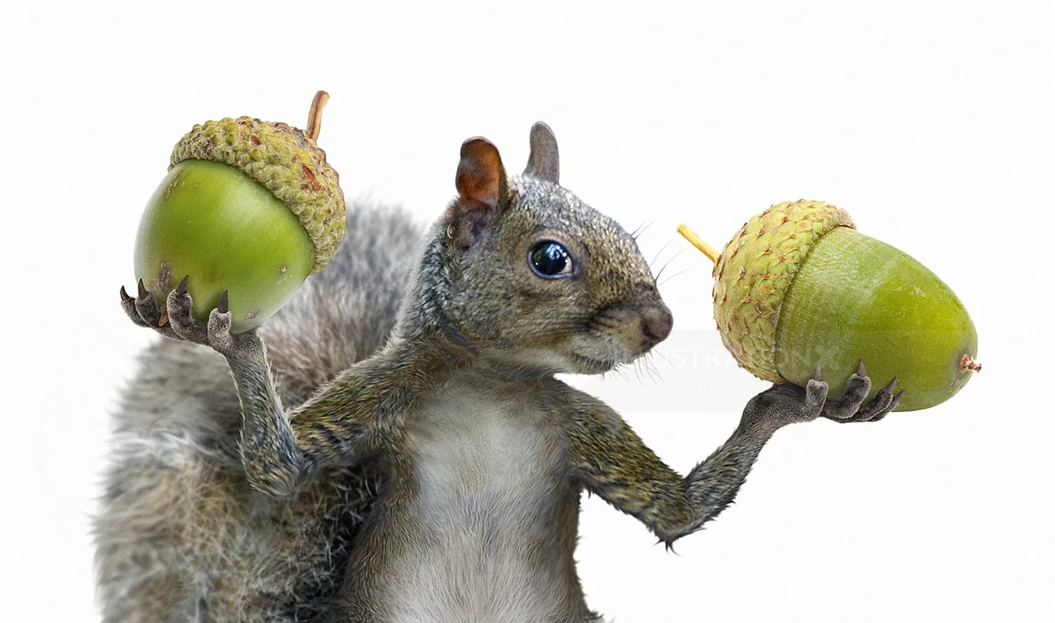 Gray squirrel holding two large green acorns balanced on front paws by RIVE GAUCHE