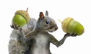 Gray squirrel holding two large green acorns balanced on front paws by RIVE GAUCHE