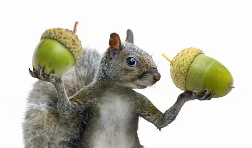 Gray squirrel holding two large green acorns balanced on front paws by RIVE GAUCHE