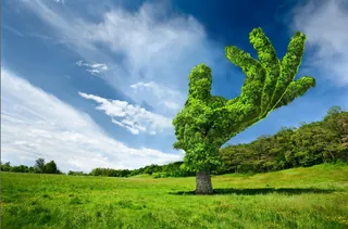 Tree shaped like a hand in a green field by RIVE GAUCHE